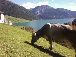 © 2024 Urlaub auf dem Bauernhof - Pichlhof